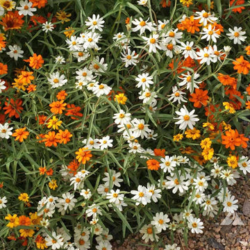 Zinnia Seeds - Linearis Mix