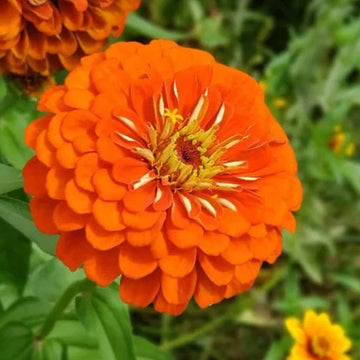 Zinnia Seeds – Orange