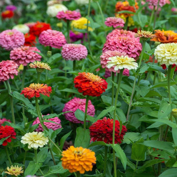 Zinnia Seeds