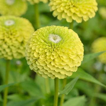 Zinnia Seeds – Lime Green