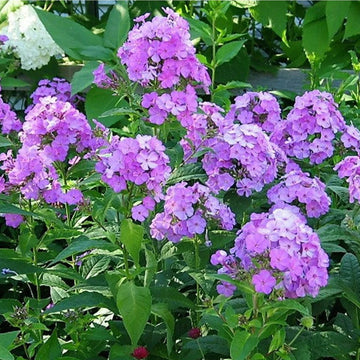Phlox Seeds – Purple Tall