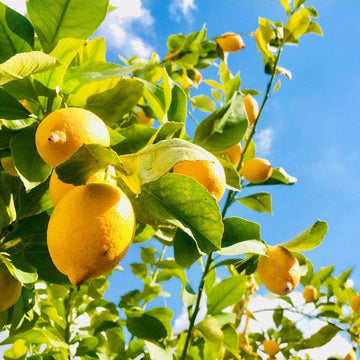 Citron Seeds – Yellow Citrus