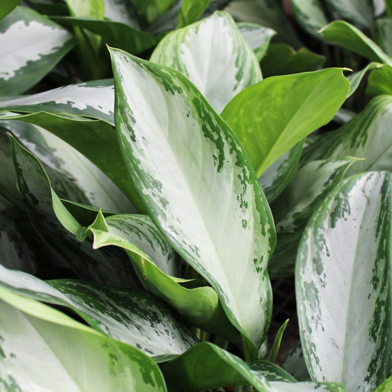 Aglaonema Variegated Seeds