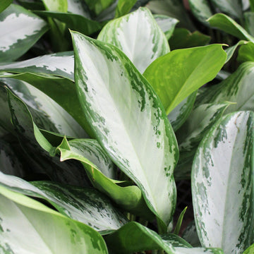 Aglaonema Variegated Seeds