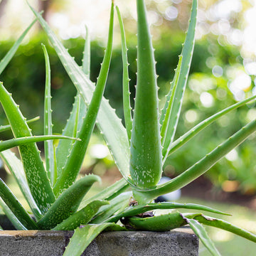 Aloe Vera Seeds – Green
