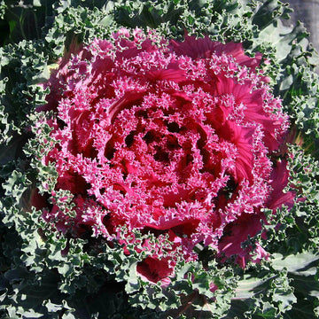 Kale Seeds – Red
