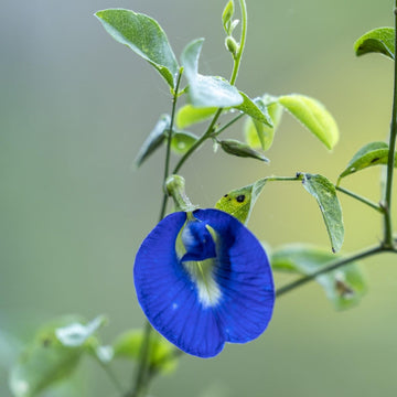 Butterfly Pea Seeds – Blue Climbing Vine