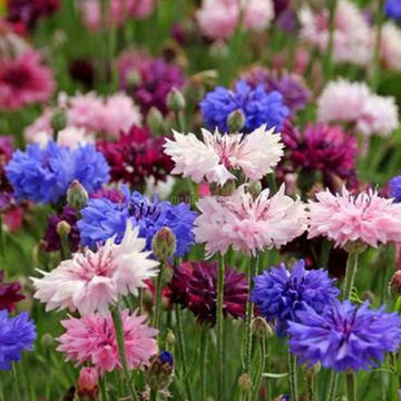 Bachelor Buttons Seeds – Tall Mixed