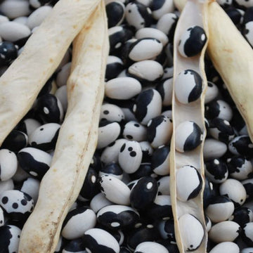 Black & White Trout Bean Seeds – Heirloom