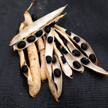 Black Coco Bean Seeds - Heirloom