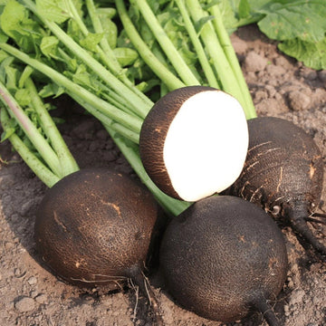 Radish Seeds – Grey