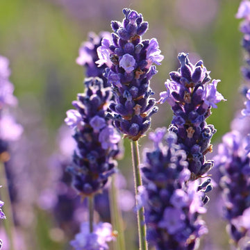 Lavender Seeds
