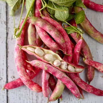 Pinto Bean Seeds – Pink & White