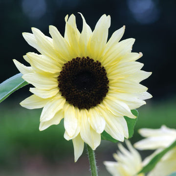 Sunflower Seeds – White