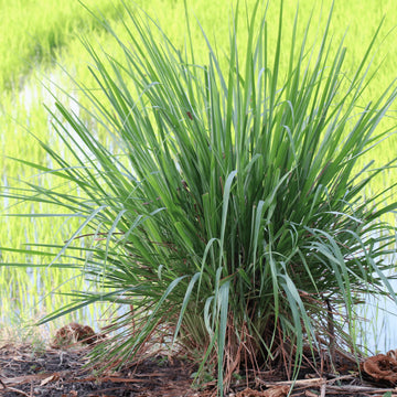 Lemongrass Seeds – Tall Aromatic