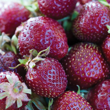 Strawberry Seeds – Purple Wonder, Unique Garden Variety