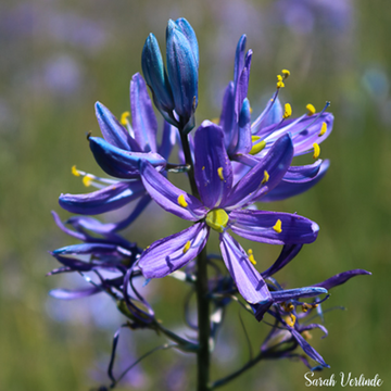 Blue Camas Seeds – Camassia
