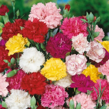 Carnation Seeds – Mixed Colors