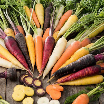 Carrot Seeds – Multi-Colored Daucus Carota
