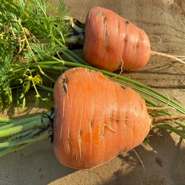 Carrot Seeds – Oxheart