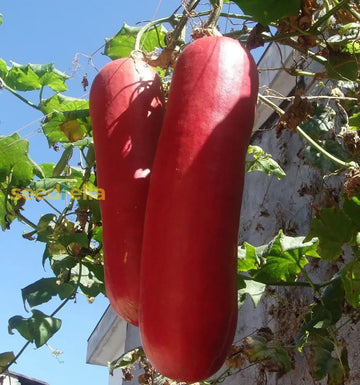 Sicana Odorifera Seeds – Cassabanana
