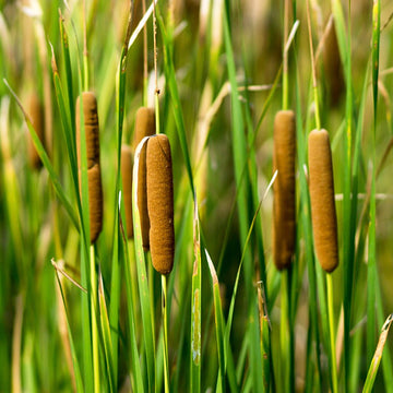Broadleaf Cattail Seeds – Wetland