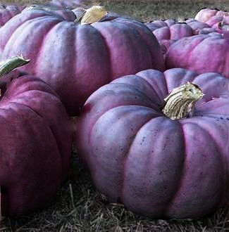 Pumpkin Seeds – Purple