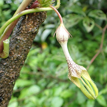 Ceropegia Seeds