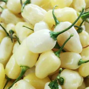 Chili Seeds – Light Yellow