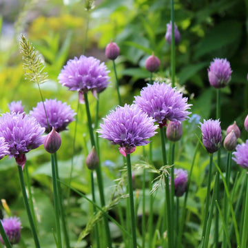 Chive Seeds – Allium schoenoprasum