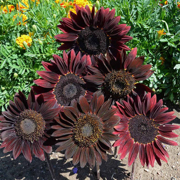 Sunflower Seeds – Chocolate