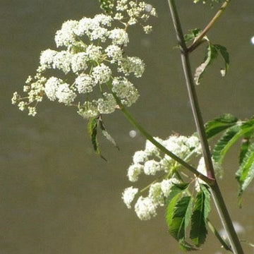 Cicuta Maculata Seeds – Spotted Water Hemlock