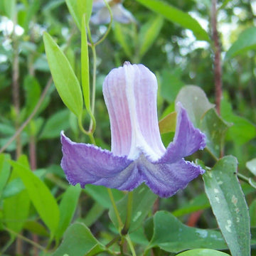 Clematis Seeds – Crispa
