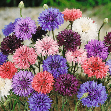 Bachelor Buttons Seeds – Polka Dot Mix