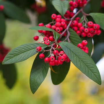 Cotoneaster Seeds – Brown