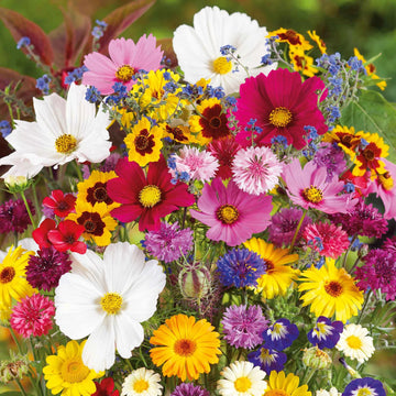 Wildflower Seeds - Mix