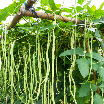 Green Dixie Lee Seeds
