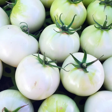 Tomato Seeds – White