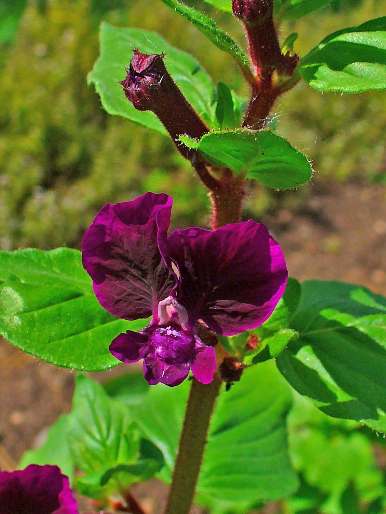 Cuphea Seeds – Purple Passion