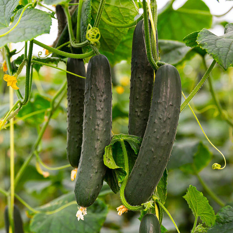 Cucumber Seeds – Black