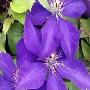Clematis Seeds – Dark Purple