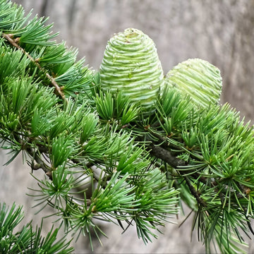 Cedrus Deodara Seeds – Himalayan Cedar