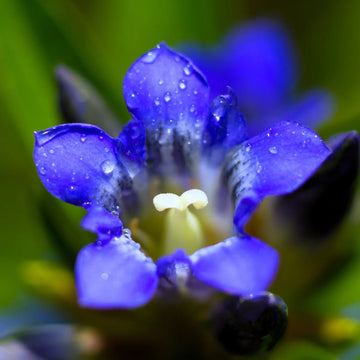 Gentian Seeds – Dark Blue