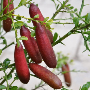 Fresh Pink Finger Lime Fruit Seeds