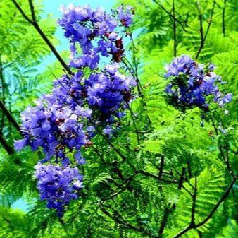 Jacaranda Seeds – Blue