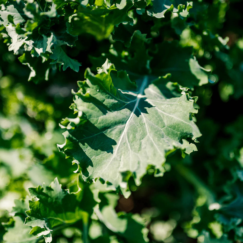 Kale Tree Seeds – Green Walking Stick