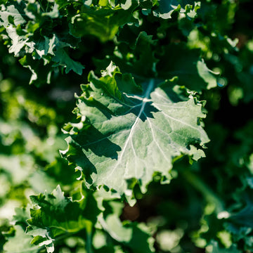 Kale Tree Seeds – Green Walking Stick