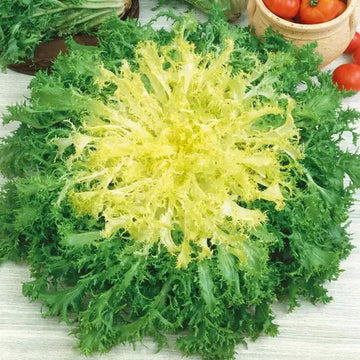 Endive Seeds – Green Yellow