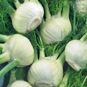 Fennel Seeds – Sweet Florence
