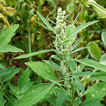 Bathua Seeds – Nutritious Green